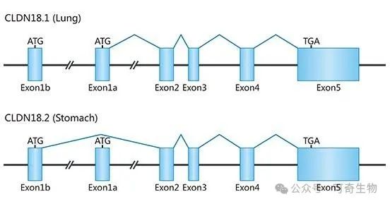 治疗胃癌、胰腺癌的“黑马”靶点——Claudin18.2